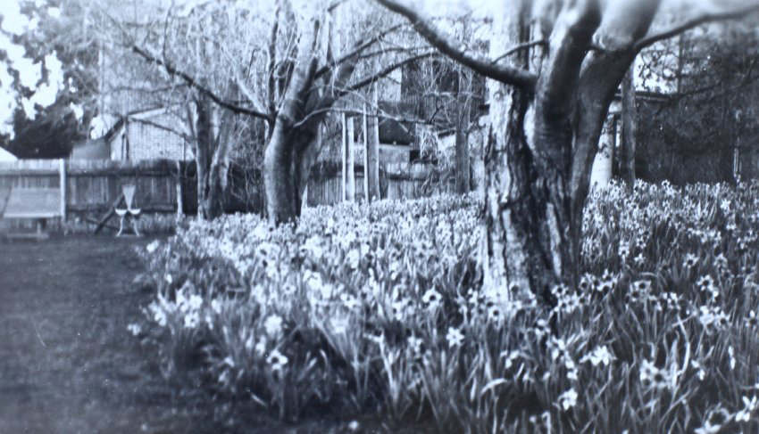 Spring garden at Saumarez with the house in the background