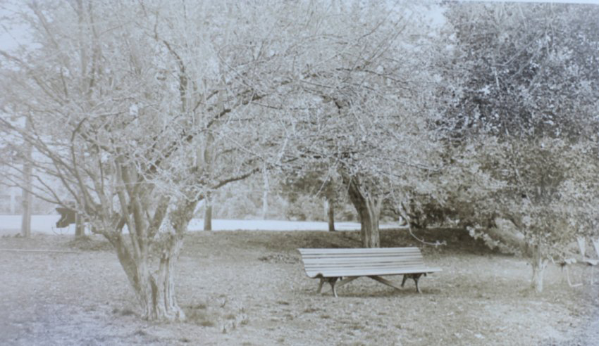 Lawn at Saumarez with tennis court in the background