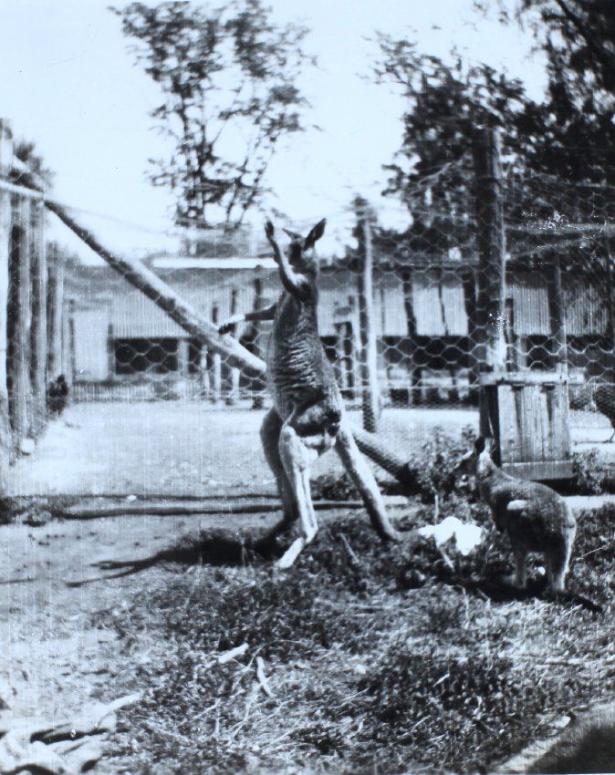 Pet kangaroos at Belltrees 