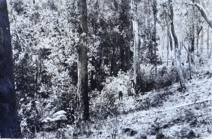Two unidentified men standing in the bush