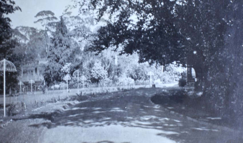 Unknown gardens beside a driveway