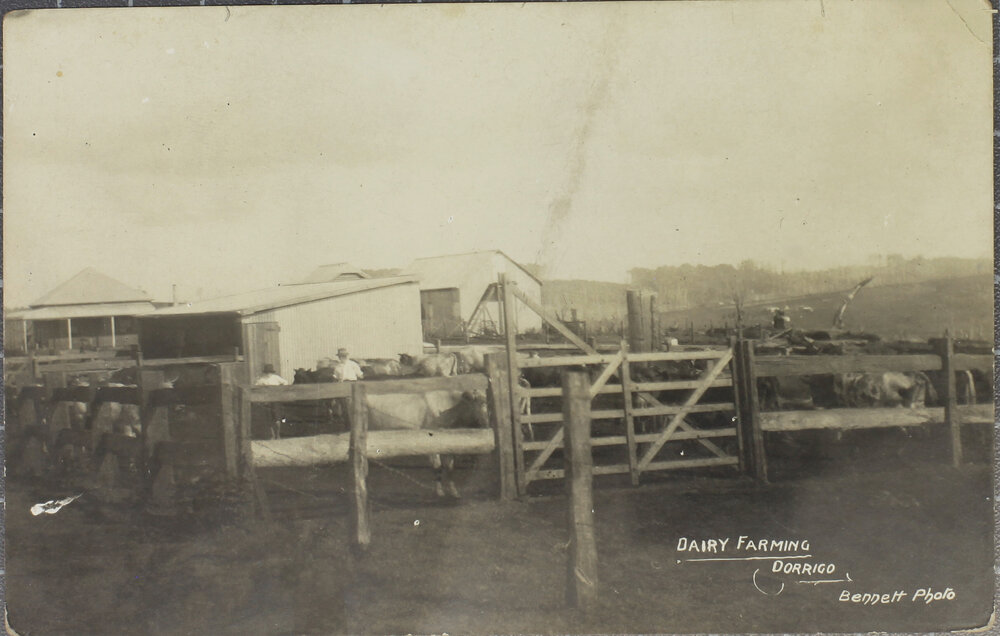 Dairy Farming, Dorrigo