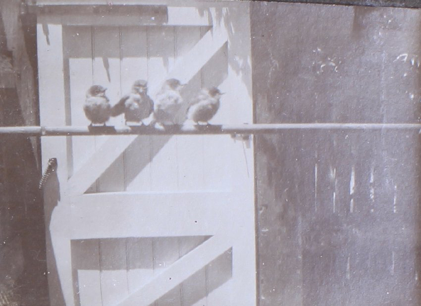 Four birds on a roost