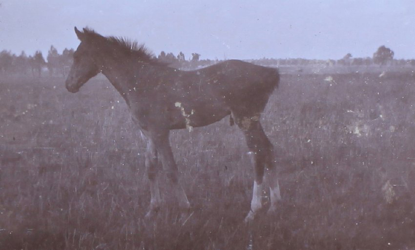 Foal