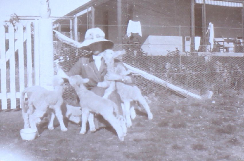 Unidentified woman with five pet lambs