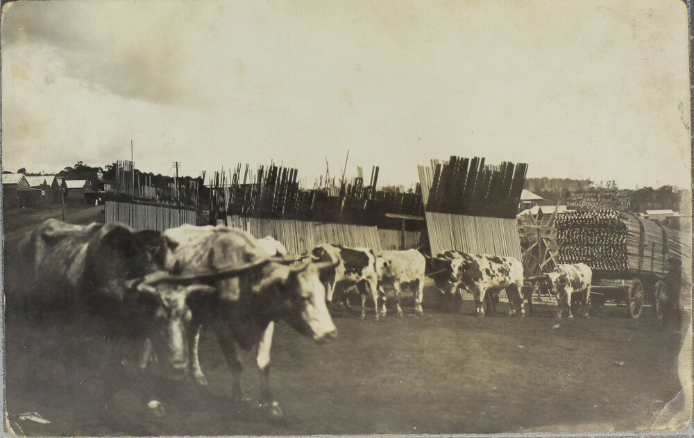 Bullock team in mill yard
