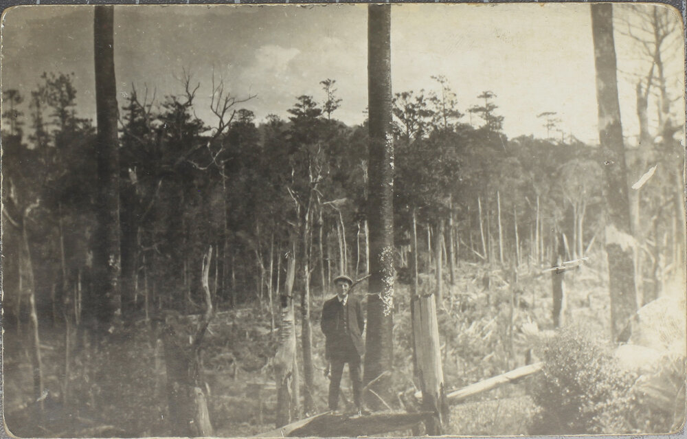A clearing with fallen trees, [Dorrigo?]