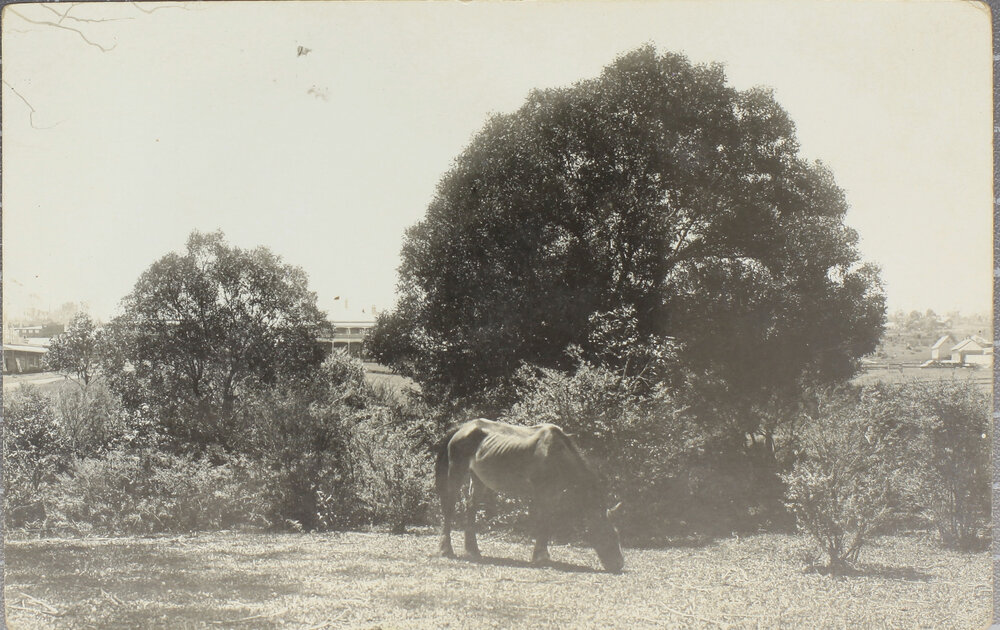 Horse grazing near town, [Dorrigo?]