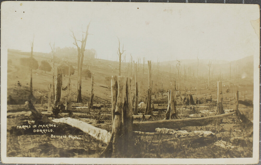 Farms in Making, Dorrigo