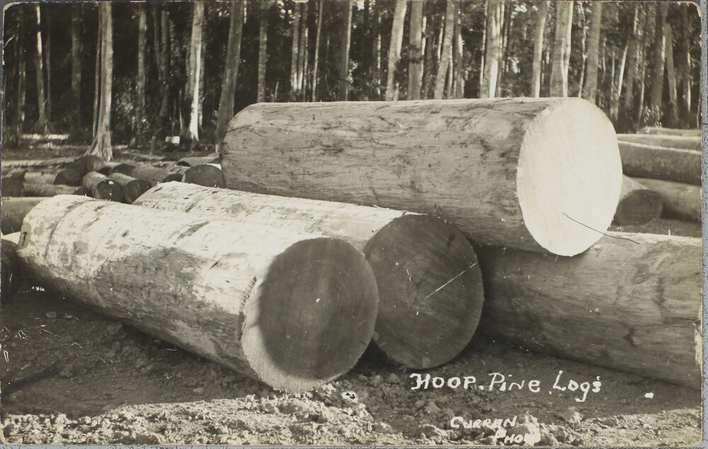 Hoop Pine Logs