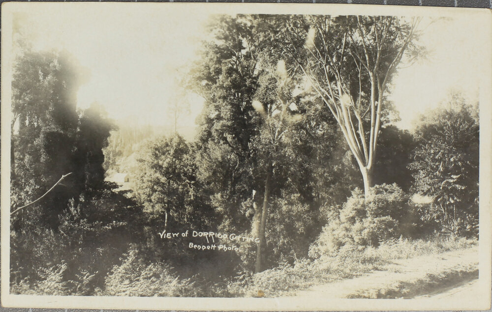 View of Dorrigo Cutting