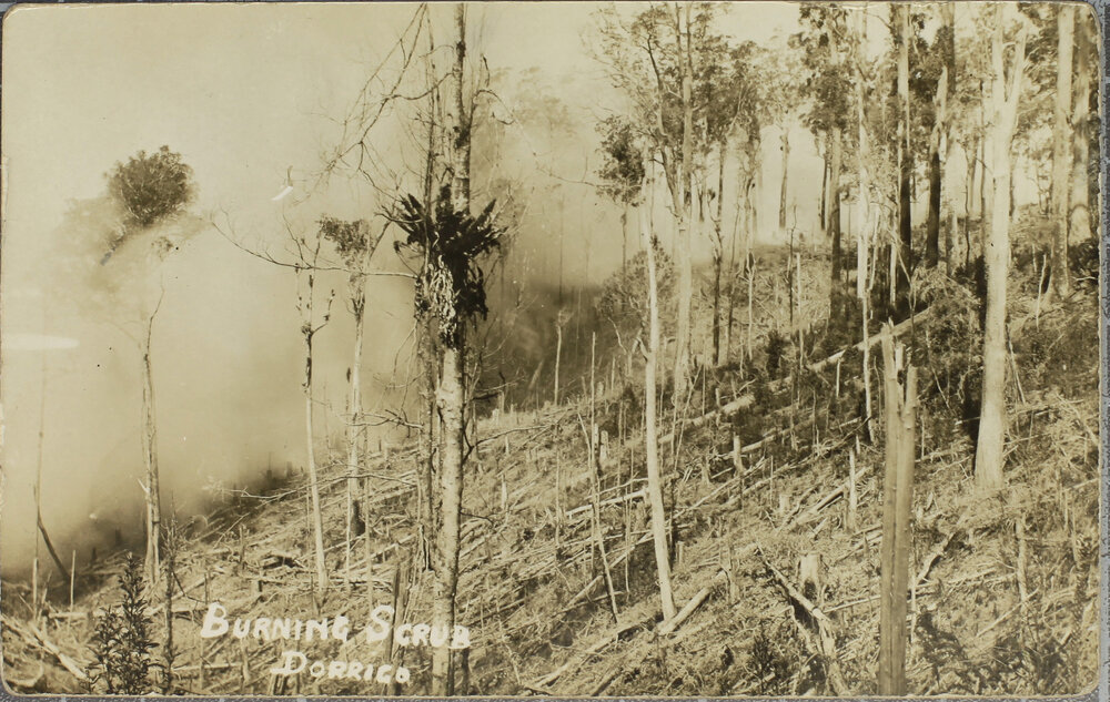Burning Scrub, Dorrigo