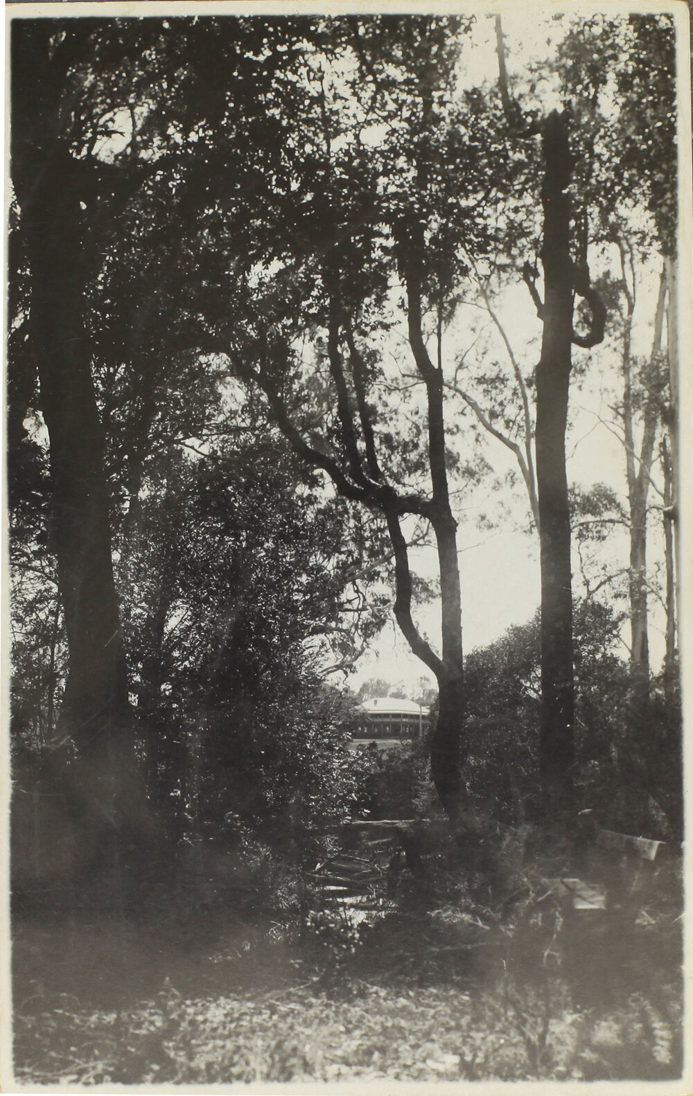 A home among the gum trees, [Dorrigo?]