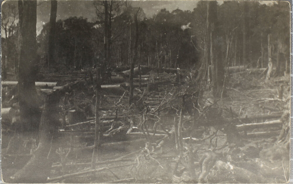 More fallen trees during clearing, [Dorrigo?]