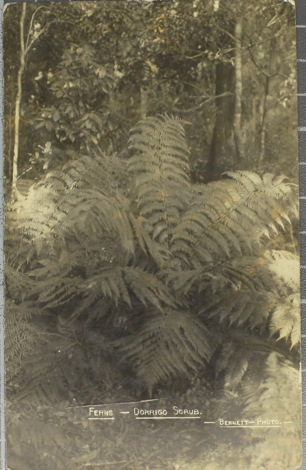 Ferns, Dorrigo Scrub