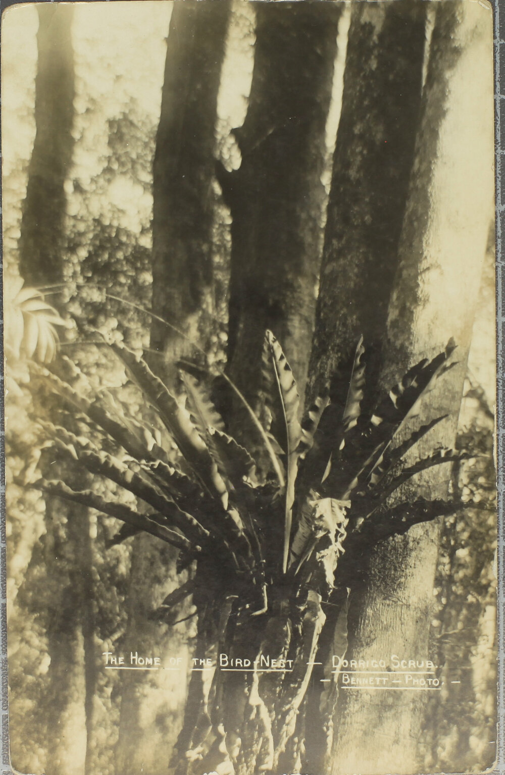 The Home of the Bird-Nest, Dorrigo Scrub