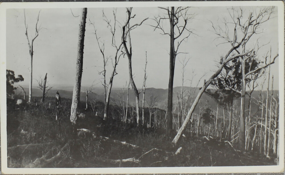 Trees without folliage, [Dorrigo?]