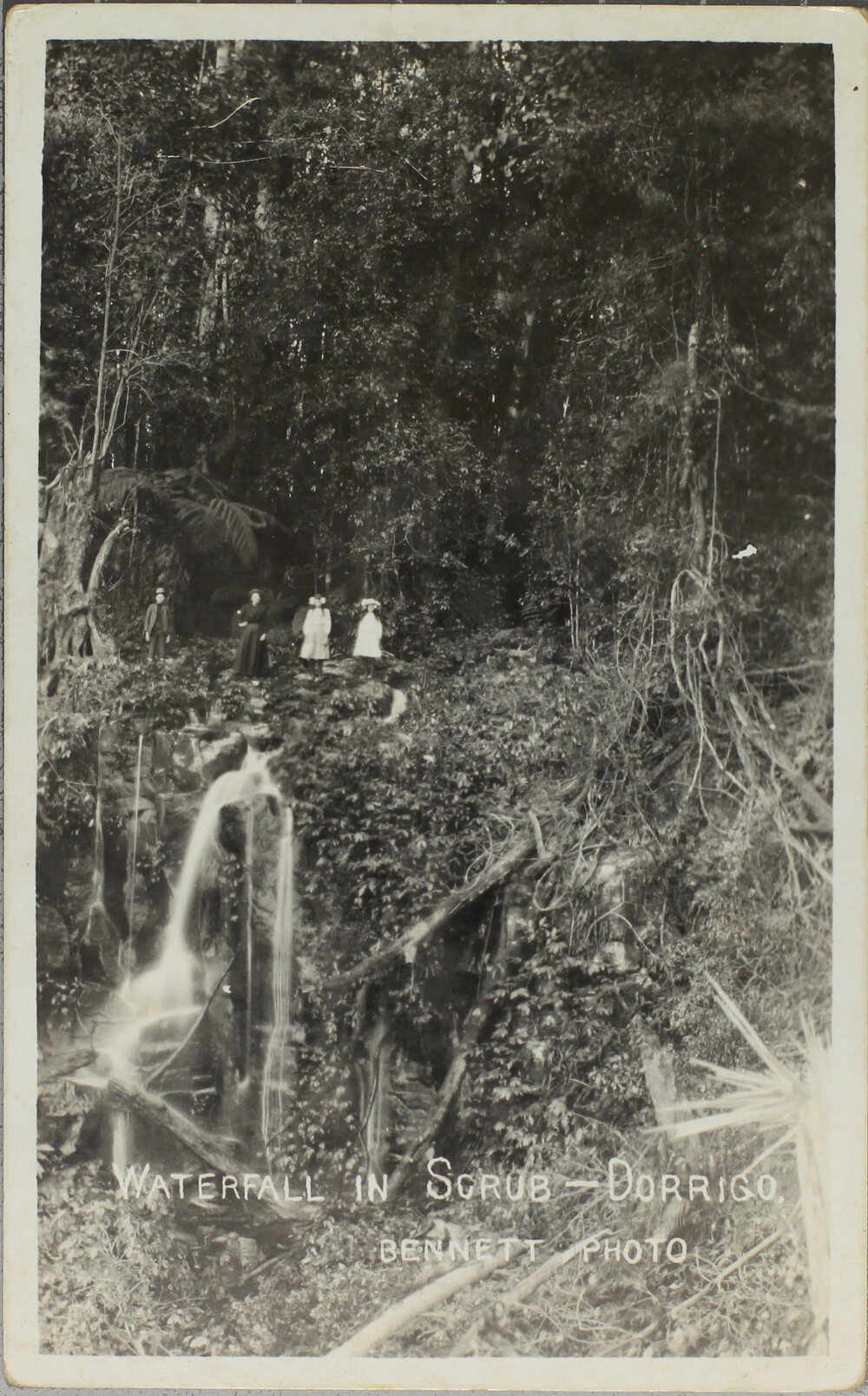 Waterfall in scrub, Dorrigo