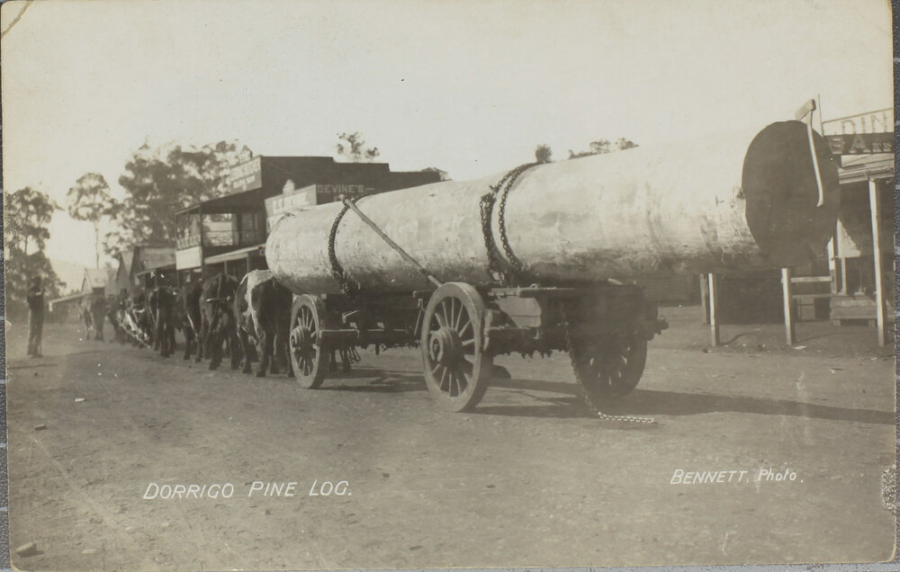 Dorrigo Pine Log