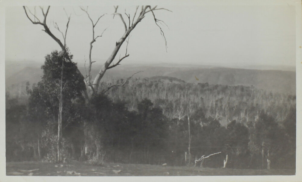 Mountain view, [Dorrigo?]