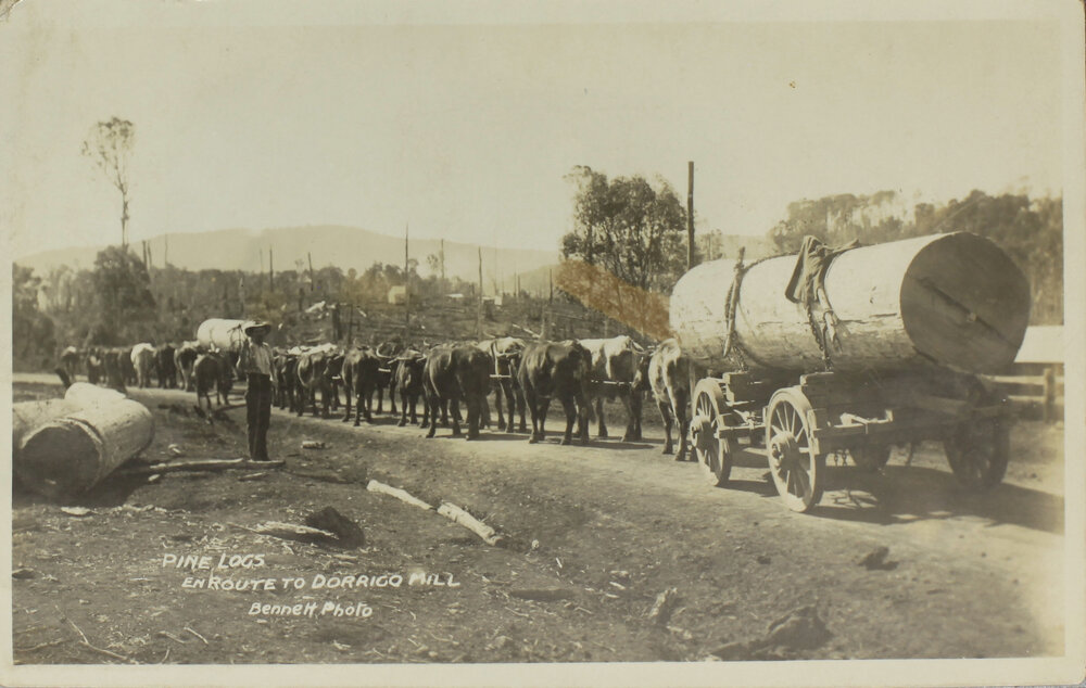 Pine Logs en route to Dorrigo Mill