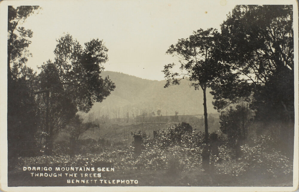 Dorrigo Mountain seen through the Trees &acirc;&euro;&ldquo; Bennett Telephoto