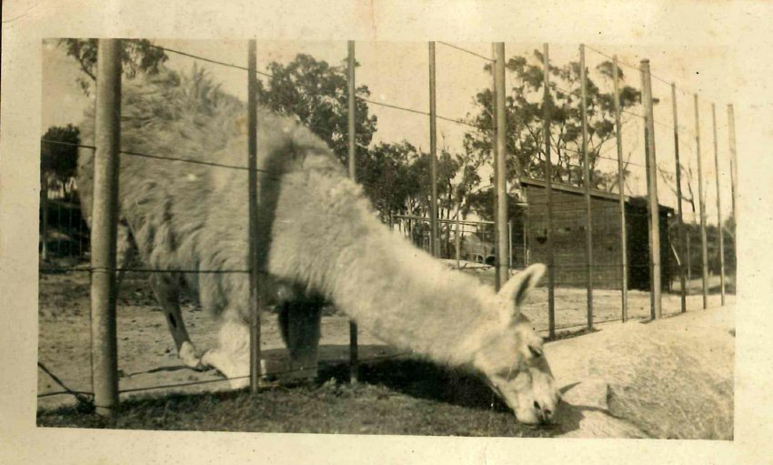 Kingsford Smith Photograph Album Image 3a