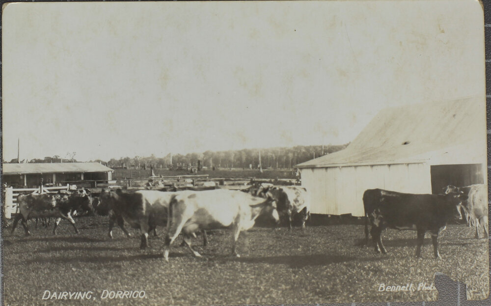Dairying, Dorrigo