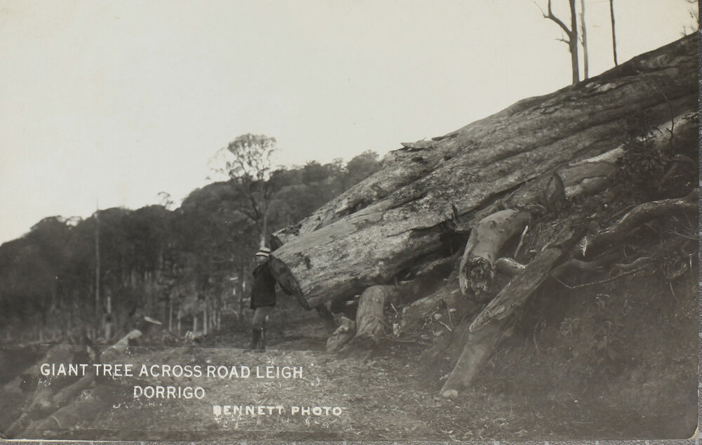 Giant Tree Across Road, Leigh, Dorrigo