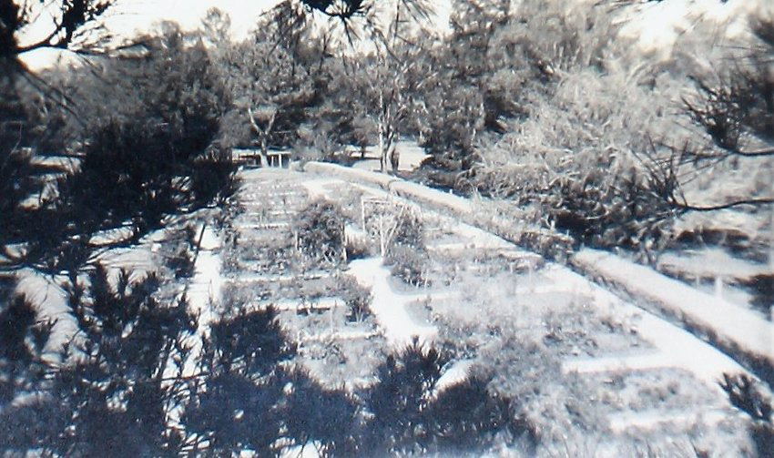 The Rose-Garden NEUC, at Booloominbah 