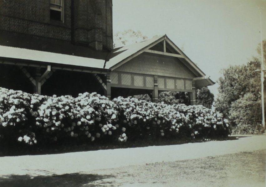 Hyderangeas along southern Verandah Booloominbah