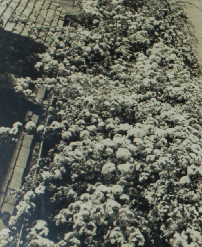 Yellow roses, Booloominbah gardens, NEUC, 1940