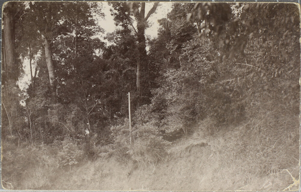 Dorrigo scrub
