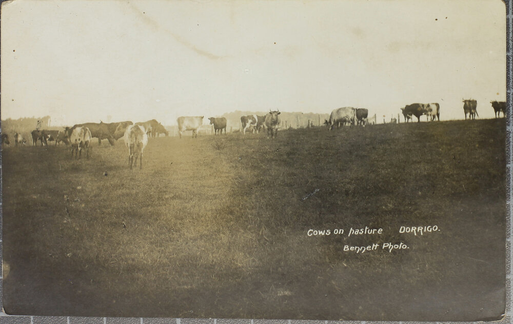 Cows on Pasture, Dorrigo