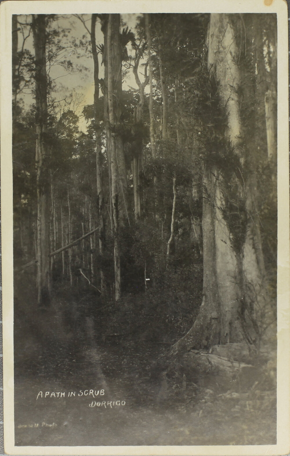 A Path in the Scrub