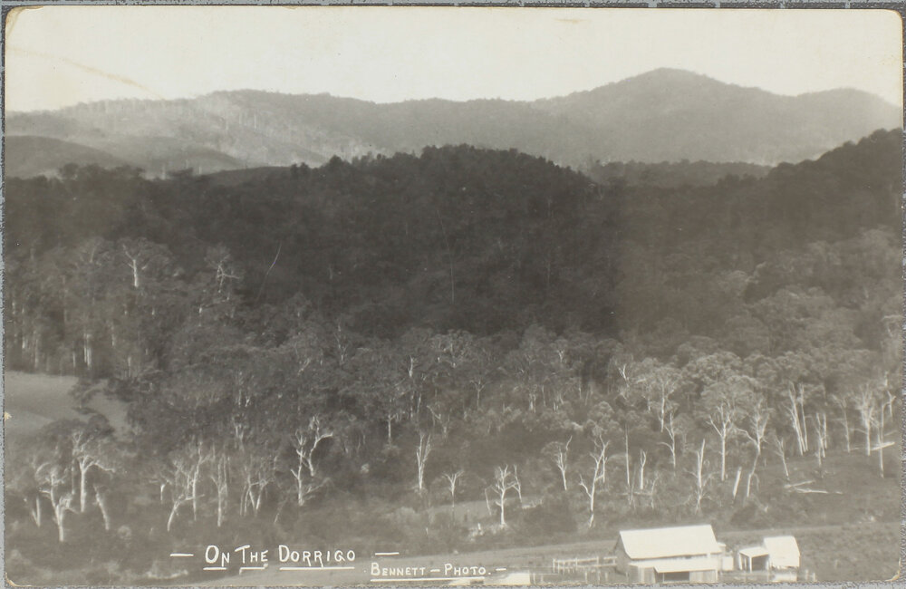 On the Dorrigo (2)
