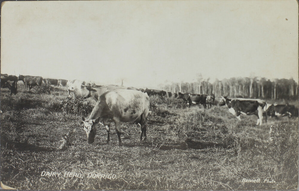 Dairy Herd, Dorrigo