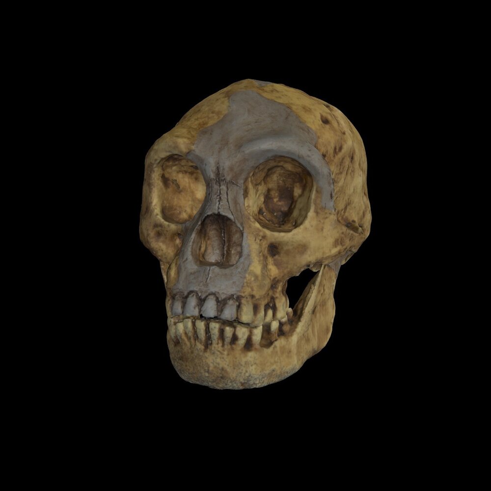 MA2006.34.2 Resin cast of skull &amp; lower jaw of the &lsquo;Hobbit&rdquo;