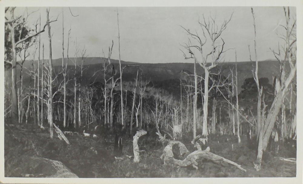 Bushland scene, [Dorrigo?]