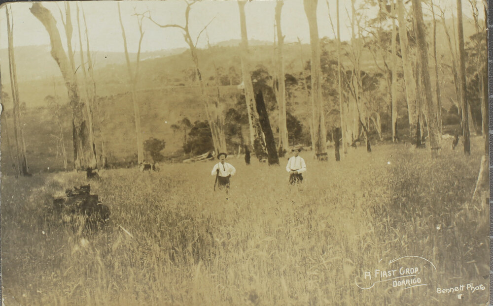 A First Crop, Dorrigo