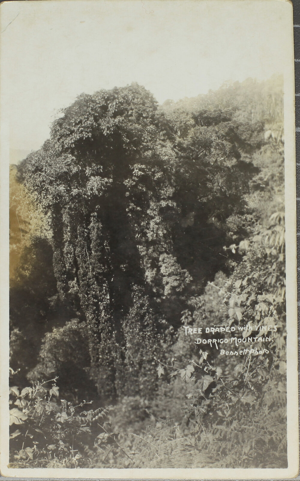 Tree draped with vines, Dorrigo Mountain