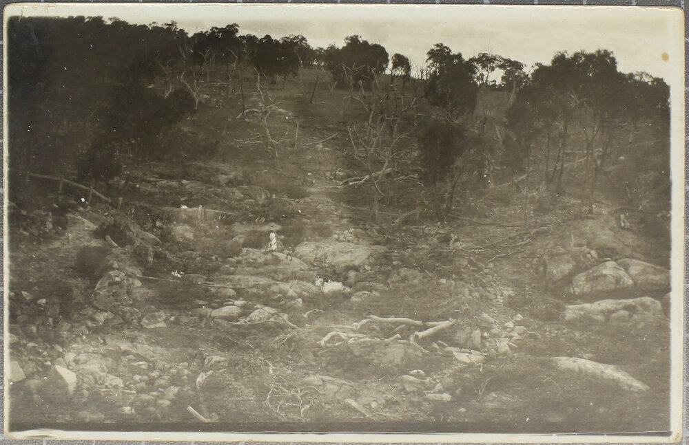 Felled trees near water course, [Dorrigo?]