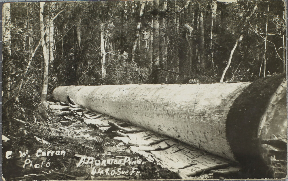 A felled Dorrigo Pine