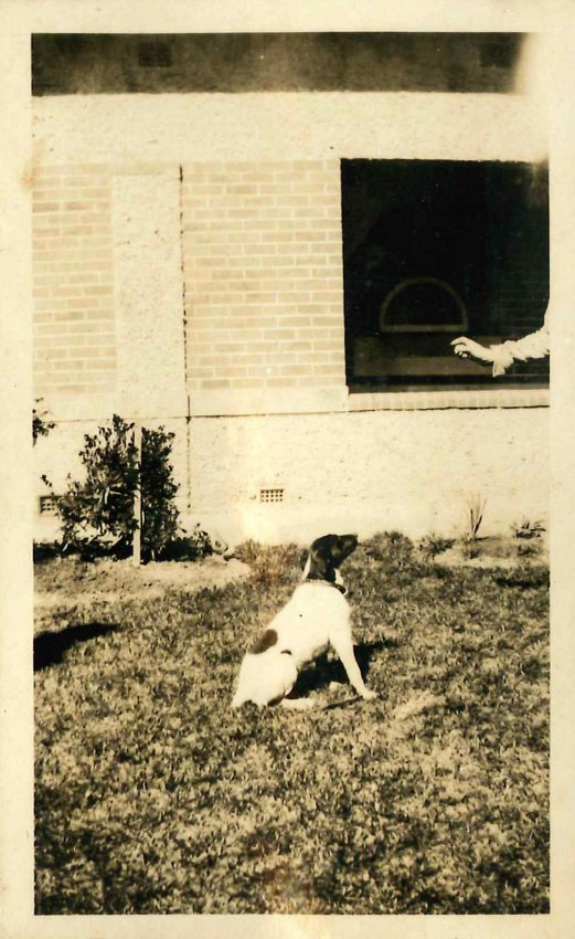 Kingsford Smith Album, unidentified dog