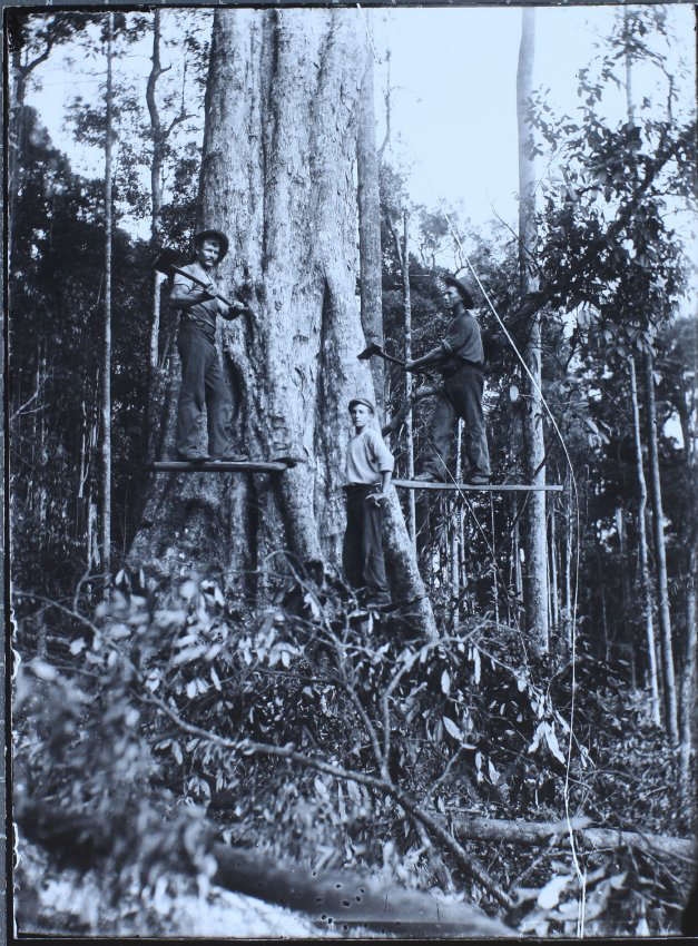 Timber workers felling giant tree, Richmond River district
