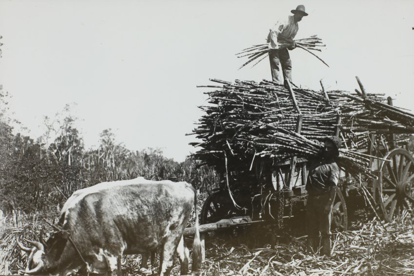 Sugar Cane on bullock dray, Richmond River, 1870s