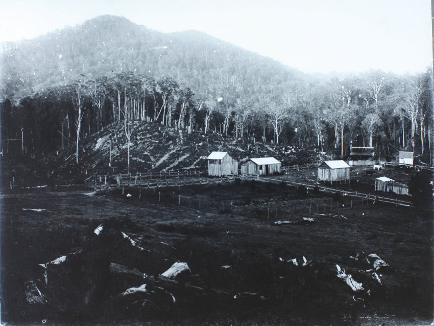 Farm in big scrub, Tweed- Richmond district