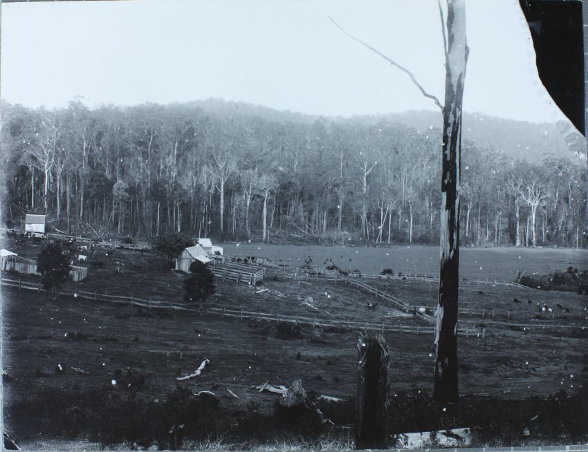 Settler&rsquo;s farm in big scrub, Tweed-Richmond district N.S.W.