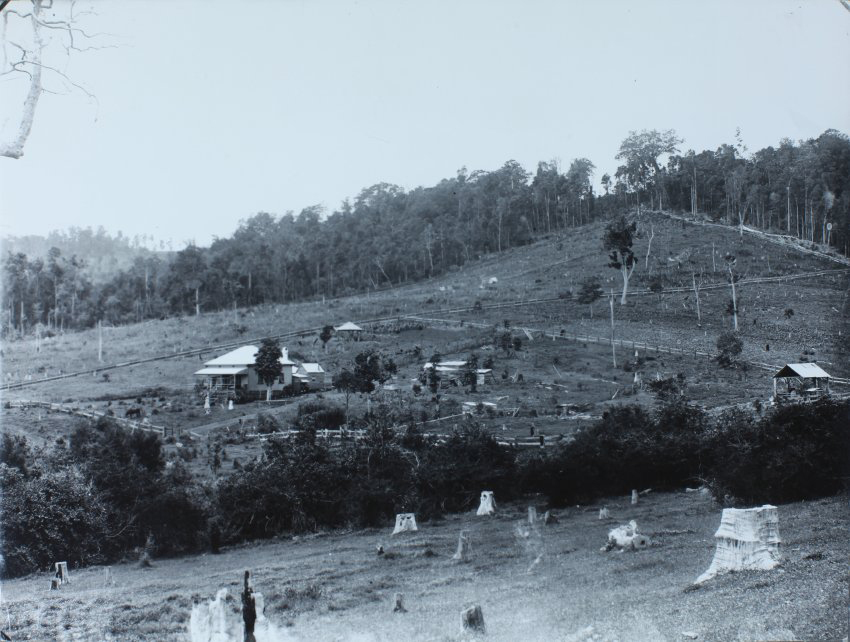 Rural scene, Tweed or Richmond River district, 19th century