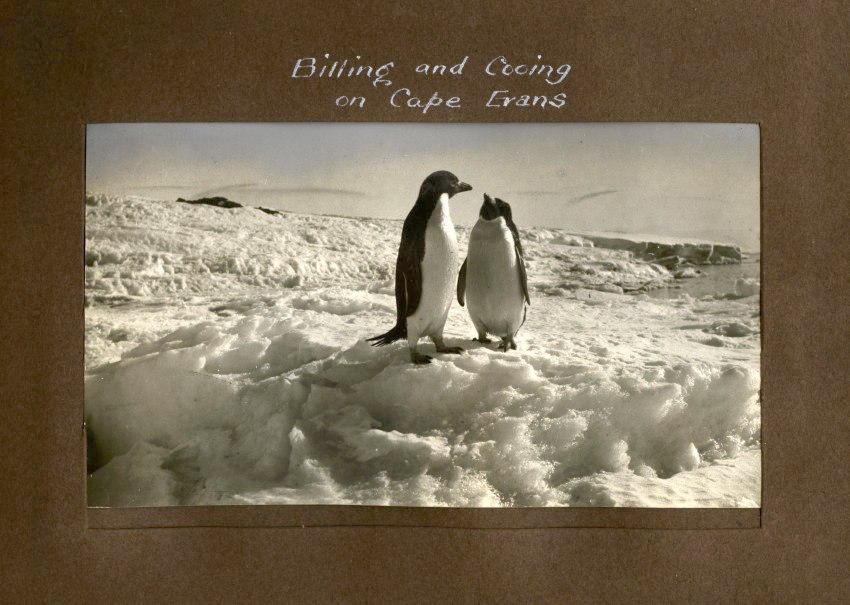 Billing and Cooing on Cape Evans